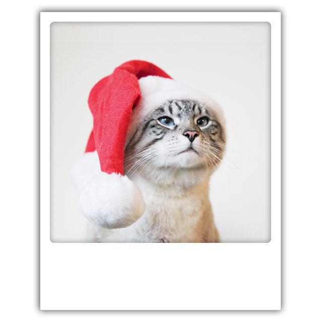 Retropostkarte Pickmotion christmas cat